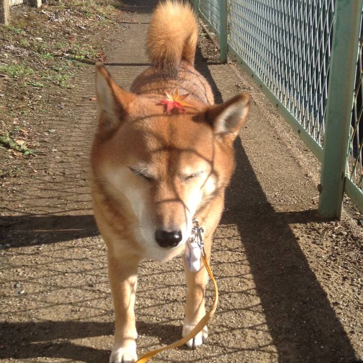 A935c1af 4491 419c 94a5 7698a2e701ce 1512179764876