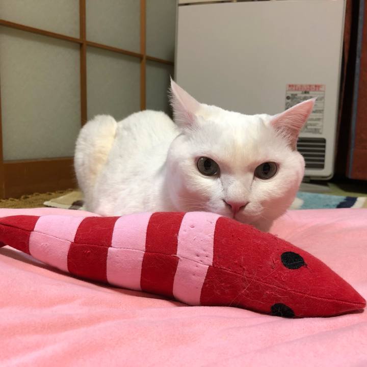 A9369442 96df 4f36 a0ce ad8dc7c75f13 1613146078892