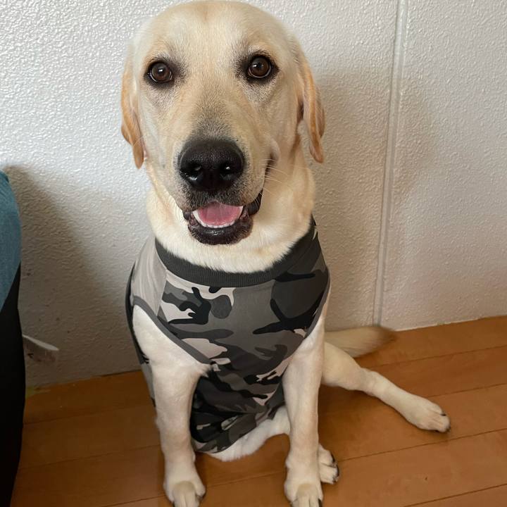 A936a092 1d83 4728 8be8 41d260aec626 1633841506043