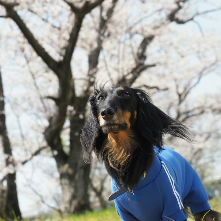 A936ea8c 1641 4e8d a468 11f05f41e3f5 1554529364393