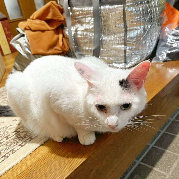 A93e0900 4a73 4345 ac30 4e1a85a4f07c 1753397493599