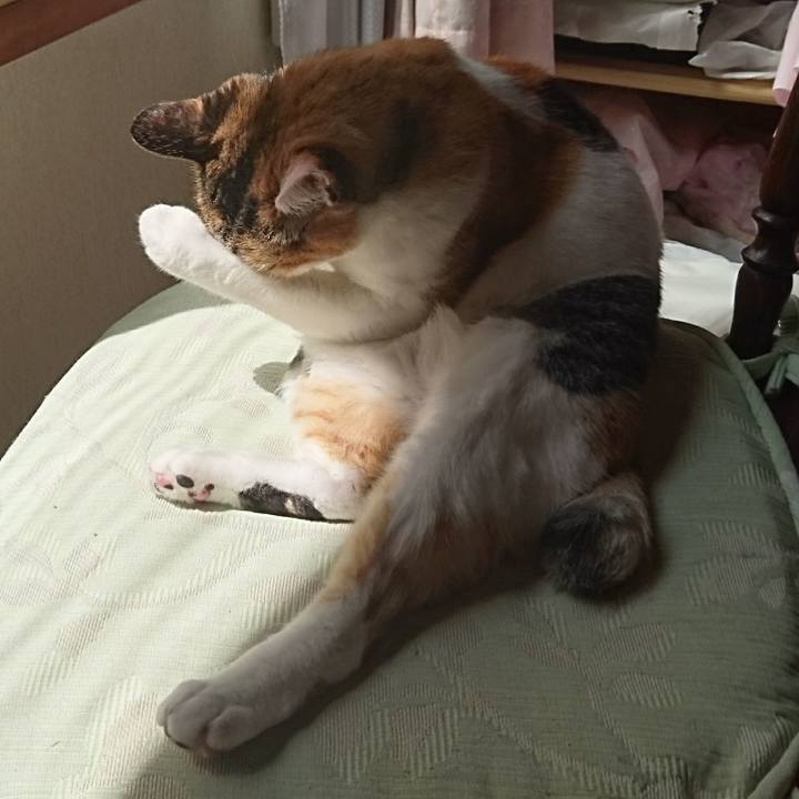 A93e1bb4 028e 4e90 b5a7 afe7918aeeaa 1534559275590