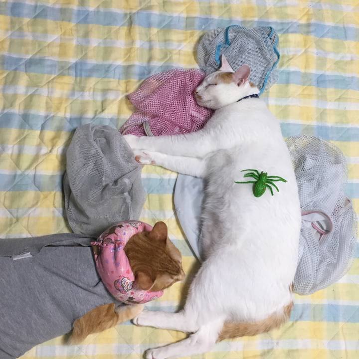 A93ecd8e 7cd8 42ca b678 359b970a70a8 1528990119834