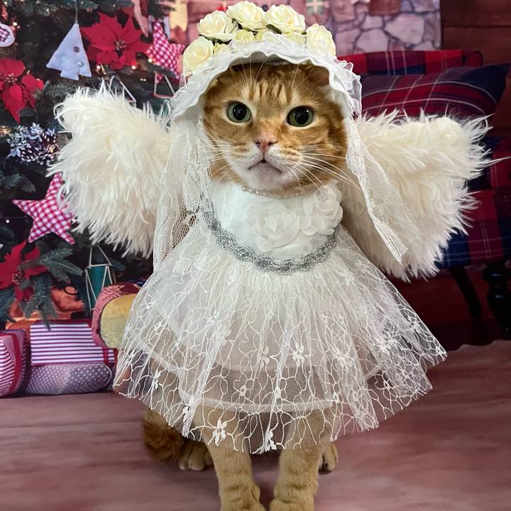 A93efb50 042a 41a4 9872 2f3a34fa0ea6 1734652977731