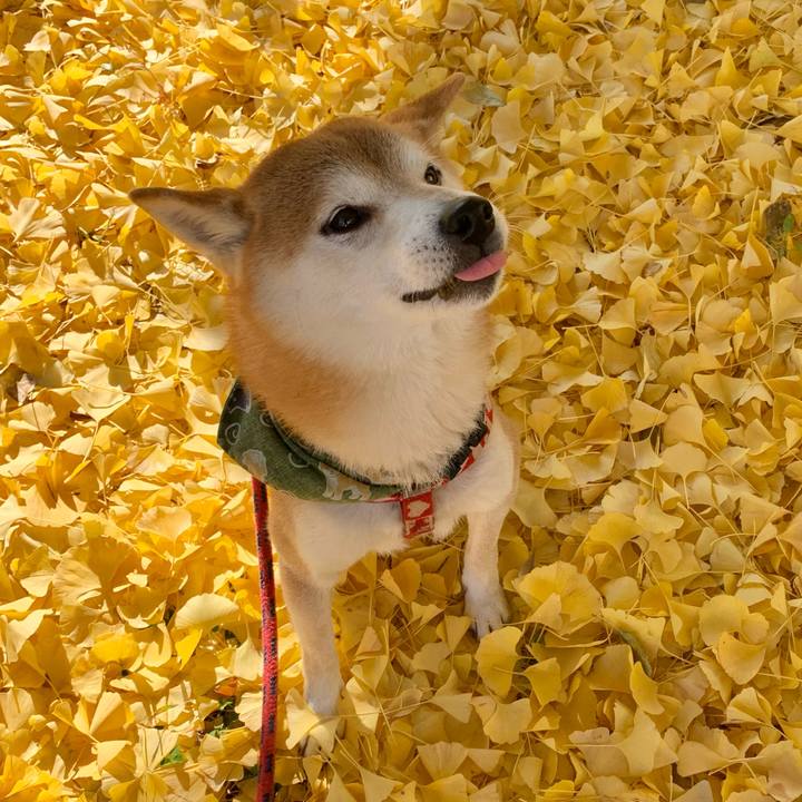 A93f3d83 f70a 4a95 bab8 bb6c4b01028e 1605170686222