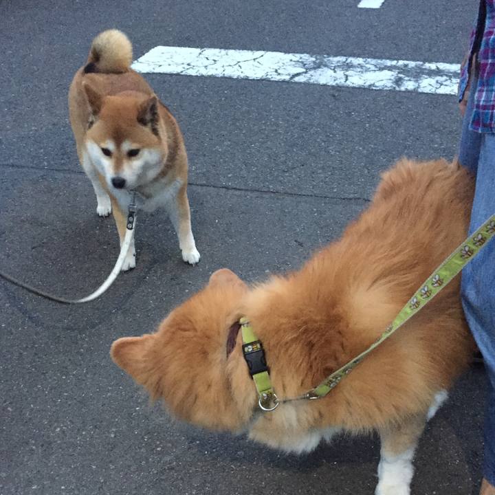 A93fe47a 29f7 4bcb 895c f7f0da40dbd5 1582883315629