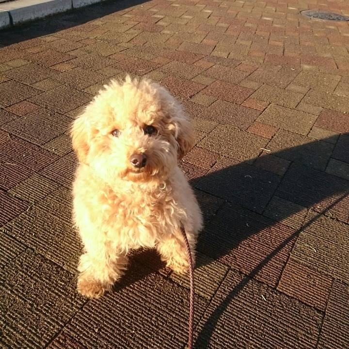 A940805f dbc2 43f0 aa6b 48077e84004b 1511436786535