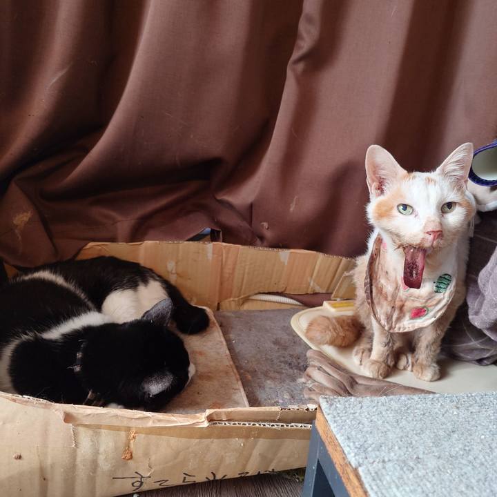 A942e2ec 6d51 4a34 b0d3 a5fccd0d35d2 1773445922588