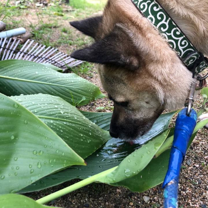 A9437fe6 f944 49da b39c 802c2fd55983 1597144266897