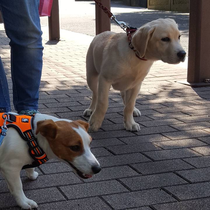 A945605c a29e 4278 a178 0abfdd338f7e 1560835026353