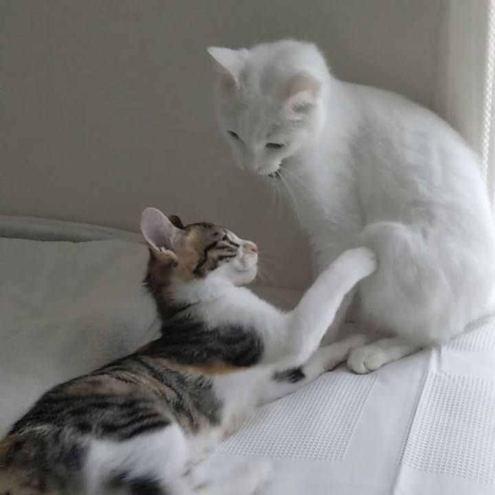 A946b4a2 4ecf 4b7a bb96 32ce78d00177 1629797843179