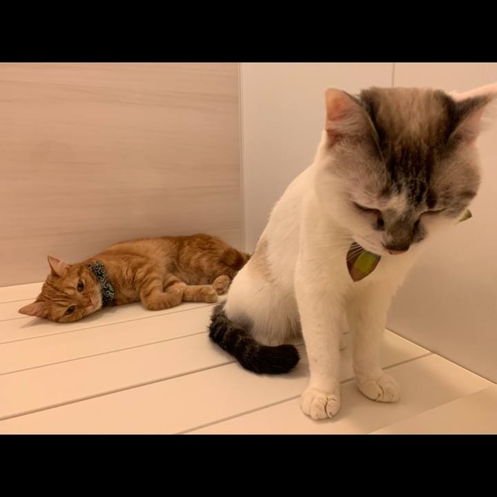 A947a31b 186a 47c7 9184 8be1ee3d0cb0 1565180002774