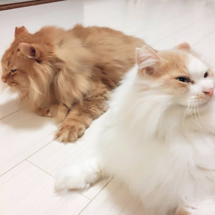 A947bedb 112e 4c71 a46b 83593c35663e 1508968083712