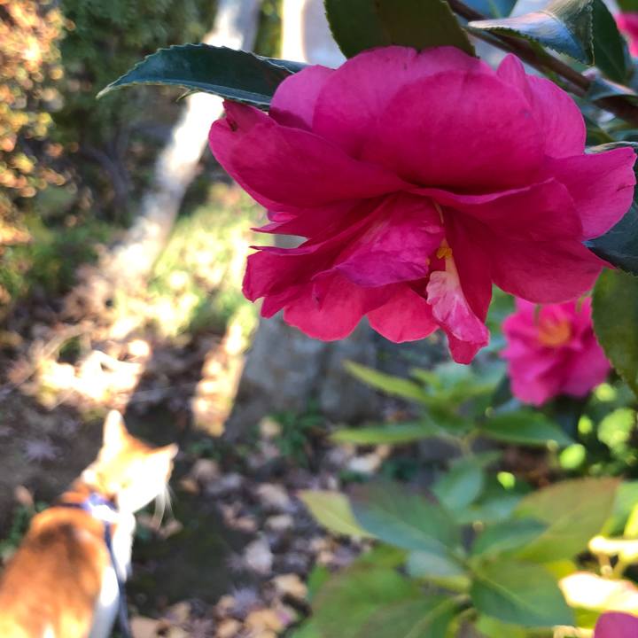 A948c4e6 cd73 4012 97e1 b8aa7df74096 1543675798887