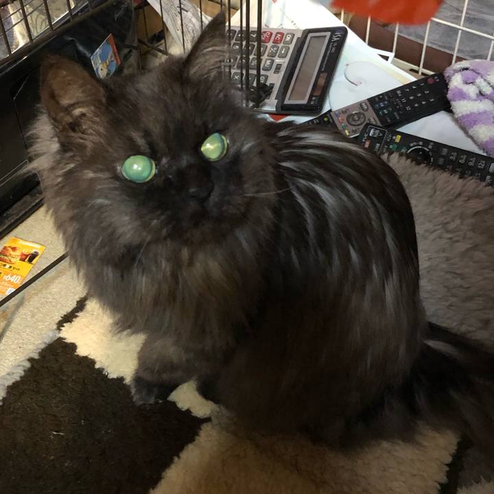 A94ac91c 9ce5 42d0 b0d8 b7cae1f2dcf5 1550786140848