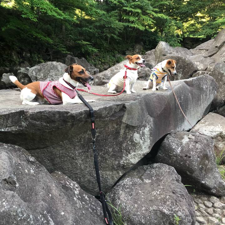 A94b3801 e7b6 43e0 aa09 8f7ff013f0dd 1532126473563