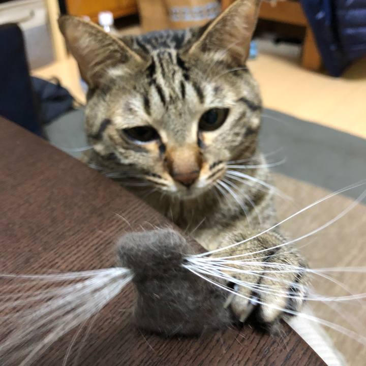 A94bc02d d5d9 4534 8f0a e40fac3d0347 1517489043505