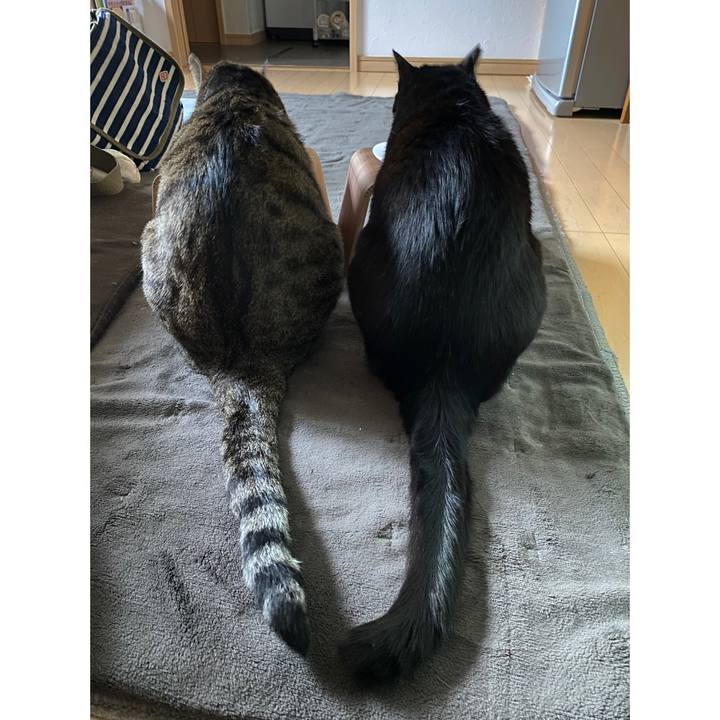 A94e0296 bfe6 4d1b 8b5f e7809775902e 1686950334941