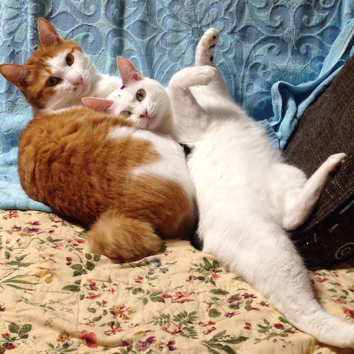 A951050d a965 4744 8f84 3a43dfd38622 1508505134430