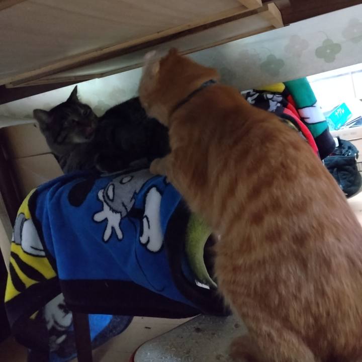 A956b52c 4f20 4c93 a4b1 708f0ff3b8d6 1666565117761