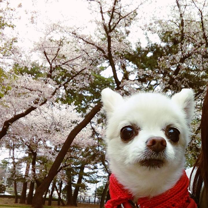 A956c832 4dba 43bd 8761 00ad88fd7be5 1617542010264