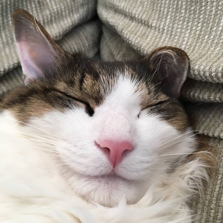 A95aee64 cc45 496e 8535 cfaaa0934a1b 1557281081468