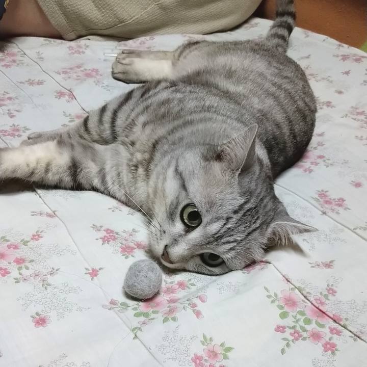 A95ec591 da28 41d1 9846 0d911cbbb0ac 1589379088525