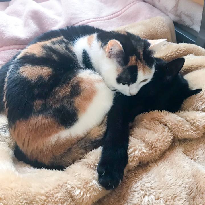 A95f11a9 7486 4b89 8205 19ad4fed086a 1521002172144