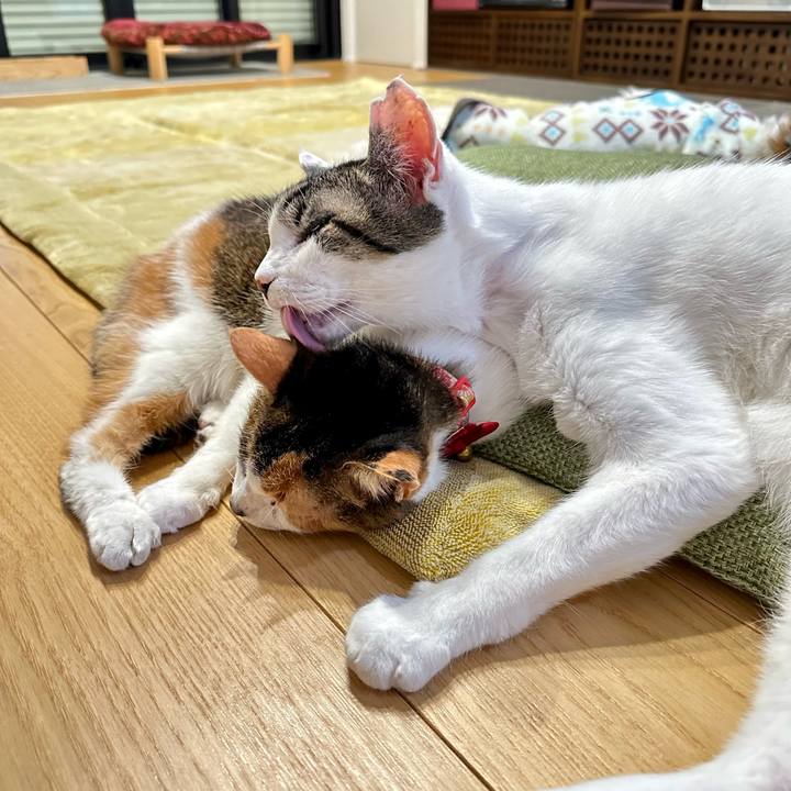 A961c10f a0b1 4f55 a884 3b574b647540 1700300346983