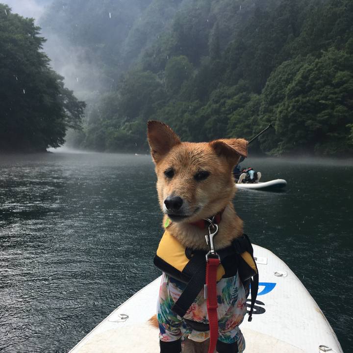 A9670bc2 1fcb 4964 9f9a 4cd7e5fedf67 1531746304767