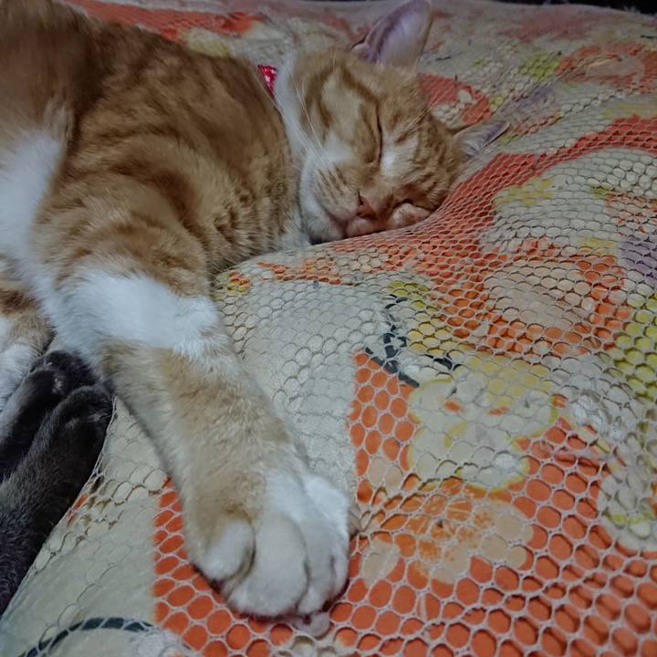 A96c5fce 2133 4654 8294 f03b5dbffb64 1577019038024