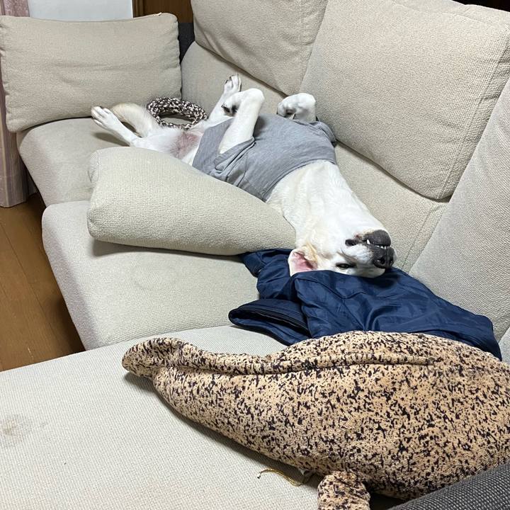 A96f933b d18b 4640 a981 8bc95662325e 1692341410996