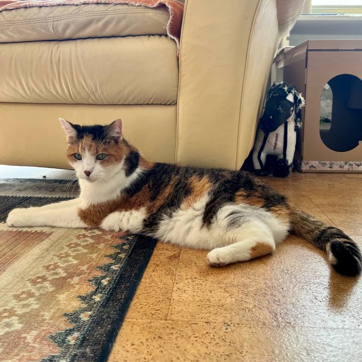 A9704c4c 248d 4fd1 9fbe 0f2de85f312a 1699064763577