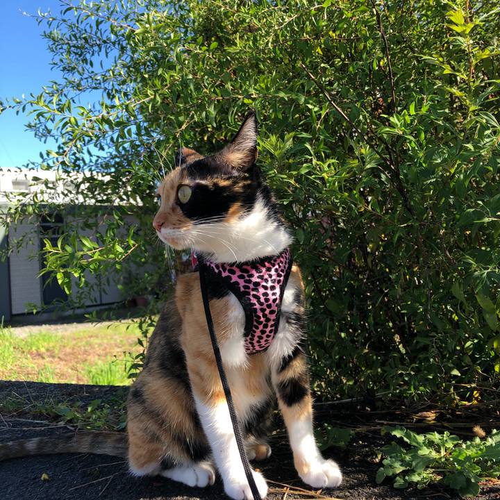 A970ea8f 5e14 4ce1 a55d aa3550da16a0 1538358919618