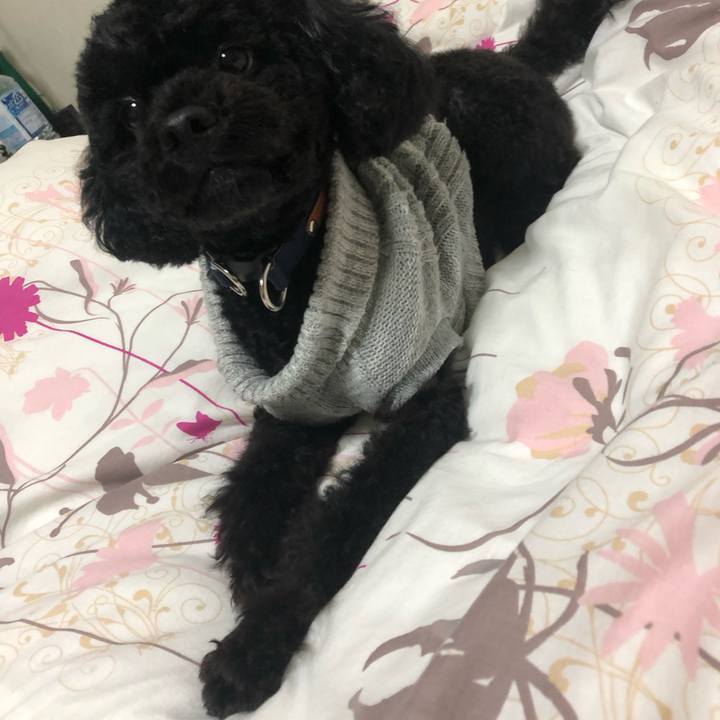 A973966a 738f 417b ae56 81abd8769ec6 1547047195712