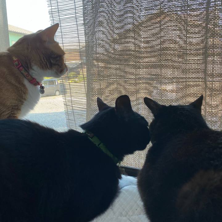 A9747008 5bab 4cf9 9c85 1e918ecd28bf 1718316004636