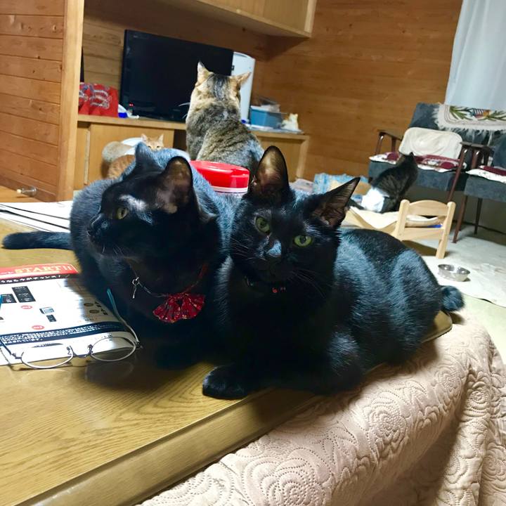 A97496d3 f134 4824 8a01 62e471cb1488 1544273705503