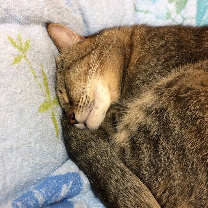 A977c0b7 7f28 4e5f 906c 20e9b4bdb8a3 1541631876113