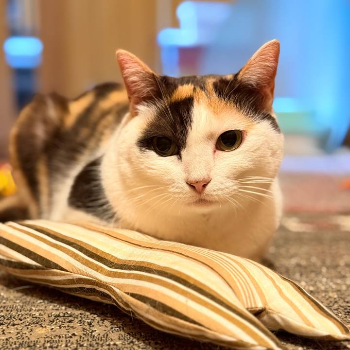 A978eba0 2823 42e2 a253 0ceafb1b210a 1730421229805