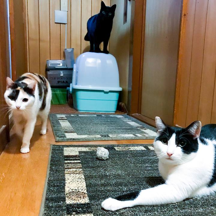 A9812983 6af5 4824 a9c3 7192166a3da3 1511483685849