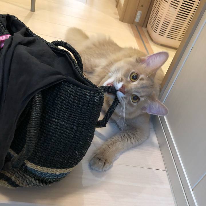 A981f80a a156 45de ac1f fdc07ccb89c0 1560473963651