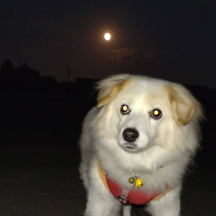 A9876649 4a4c 4a23 a252 5f5b0172c0da 1668116858268