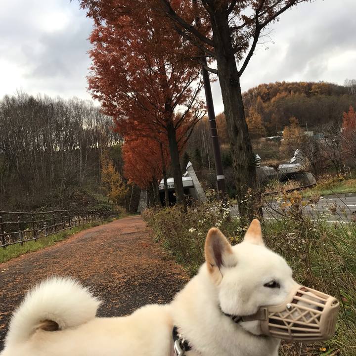 A98d3749 d9ae 496c 926a 98530025dd40 1542367359836