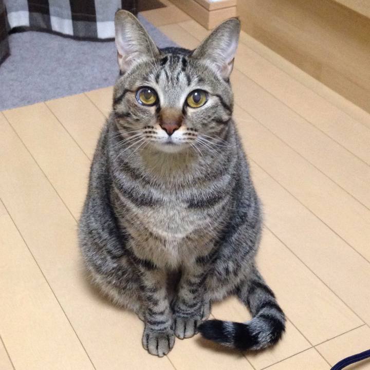 A98e7ca4 a53f 445c ac9f d2b7db1cae09 1512650388396