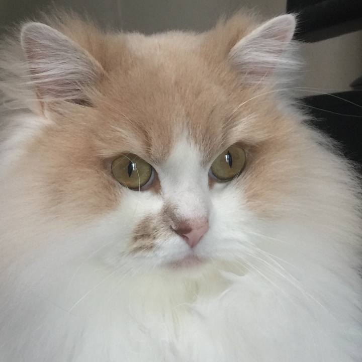 A98e9ca1 68ac 4a74 b768 605c01c3bba8 1517637631971