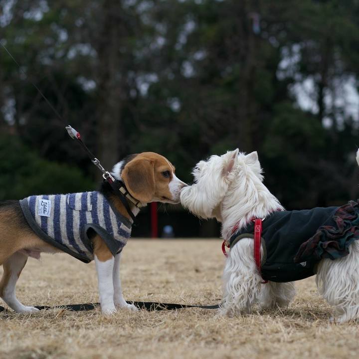 A98f43a7 066e 48cc 9ff1 f74a2da6d9f0 1515454147183