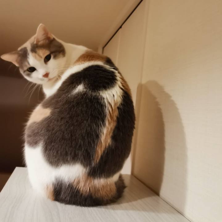 A98f4903 34d8 4167 921b 830adbc86cd0 1644661894908