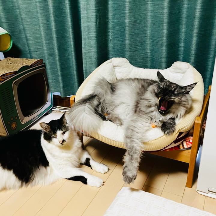 A98f4a9b 73dd 4471 ad84 2b1c8ae613a1 1754616809236