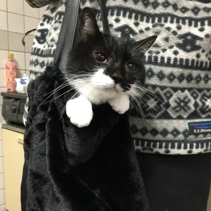 A98f733c b648 47b0 92e5 35e40629e9a6 1553743186050