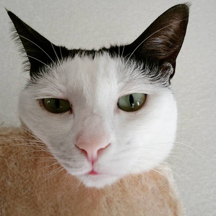 A99046b8 ca08 41e6 abfe b689a8308291 1508470920194